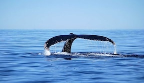 Activité - baleine