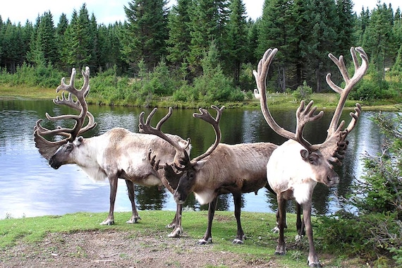 Circuit Canadavision 12 jours - Budget malin - Choix Flex- TUI