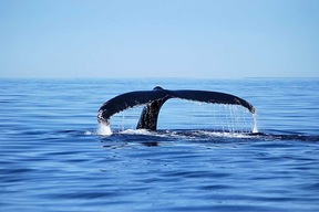 Croisière d'observation des baleines