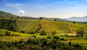 Vallée viticole