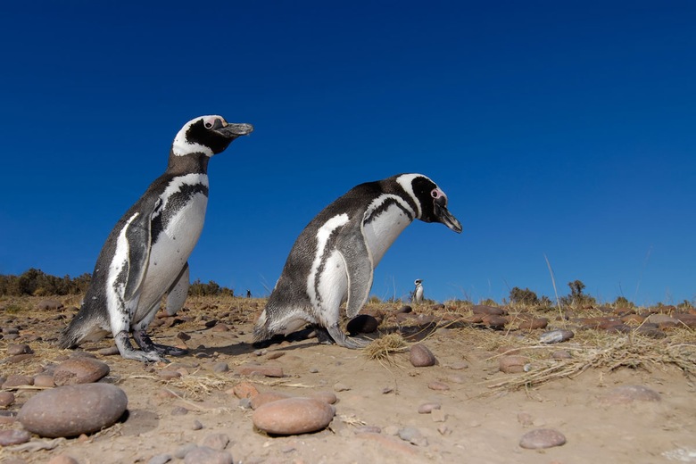 Manchots de Mangellan