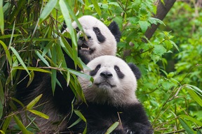 Centre de recherche et de reproduction des pandas géants de Chengdu