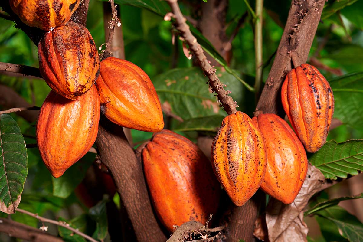 Côte d'Ivoire - Circuit Sur la route du Cacao