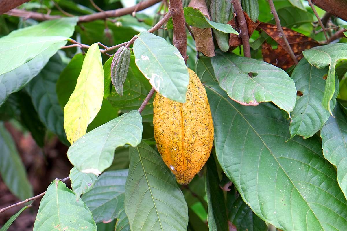 Côte d'Ivoire - Circuit Sur la route du Cacao