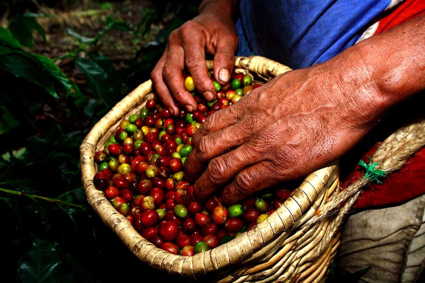 Circuit Le diamant vert + Extension à Cartagena, île de Baru et Salsa - TUI