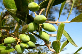 Histoire Millénaire de l’Huile d’Olive par Nikos Plevritakis