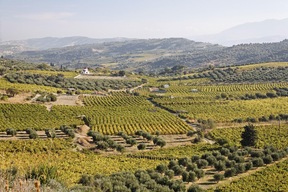 Vignoble de Lyrarakis