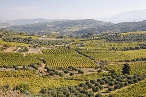 Vignoble de Titakis