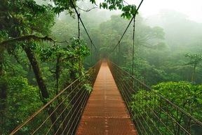Forêt de Monteverde