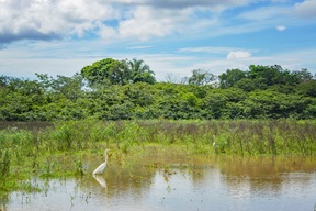 Caño Negro