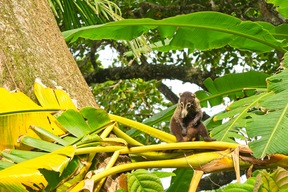 Coati