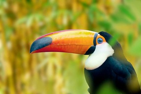 Toucan