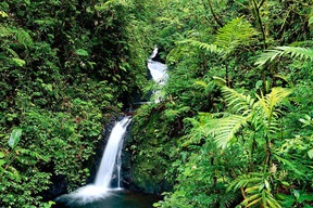 Forêt Monteverde Costa Rica
