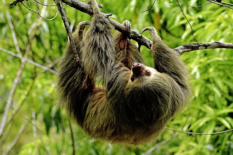 Forêt Monteverde Costa Rica