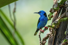 Parc National de Tortuguero