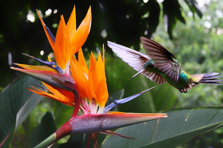 Sublime oiseau de paradis