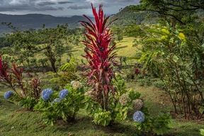 Jardin botanique Heliconia Island