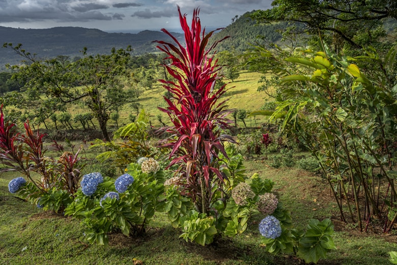 Jardin botanique Heliconia Island
