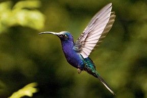 Parc National Corcovado
