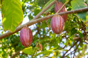Réserve biologique de La Tirimbina