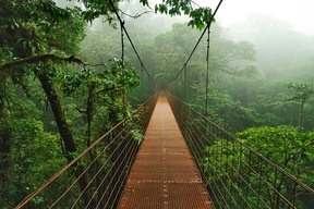 Forêt nuageuse de Monteverde
