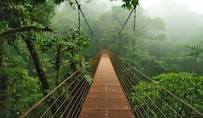 Forêt nuageuse de Monteverde