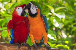 Parc National Corcovado
