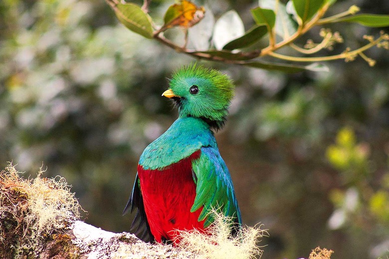 Quetzal