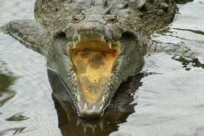 Crocodile, rivière Tárcoles