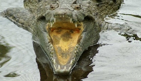 Crocodile, rivière Tárcoles