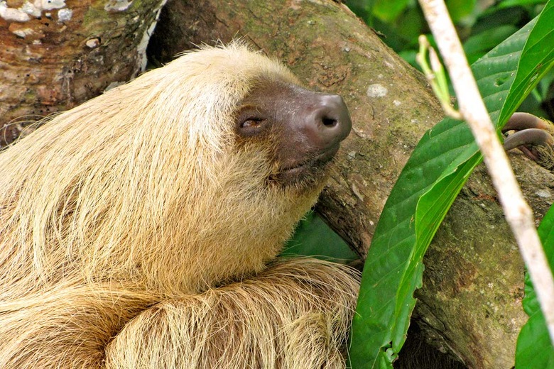 Sarapiquí