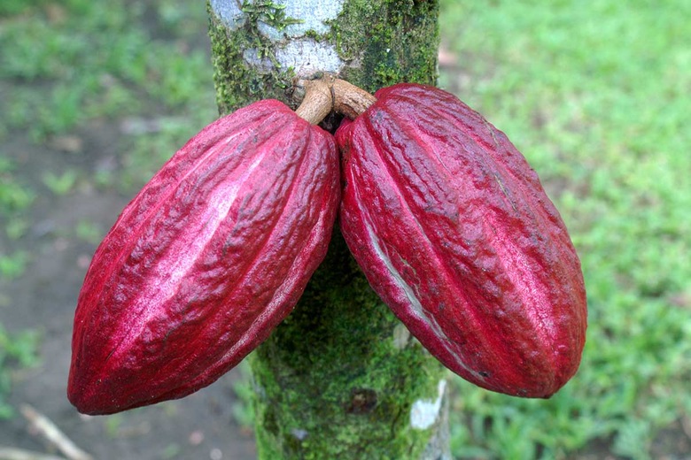 Cacao
