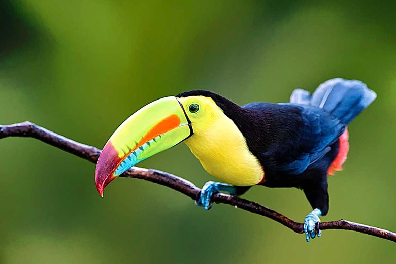 Toucan