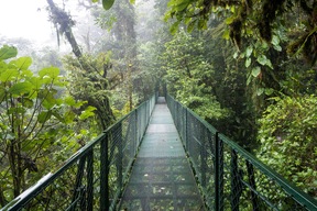 Forêt nuageuse de Monteverde