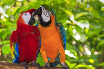 Circuit en étoile : Entre volcans et forêts - TUI