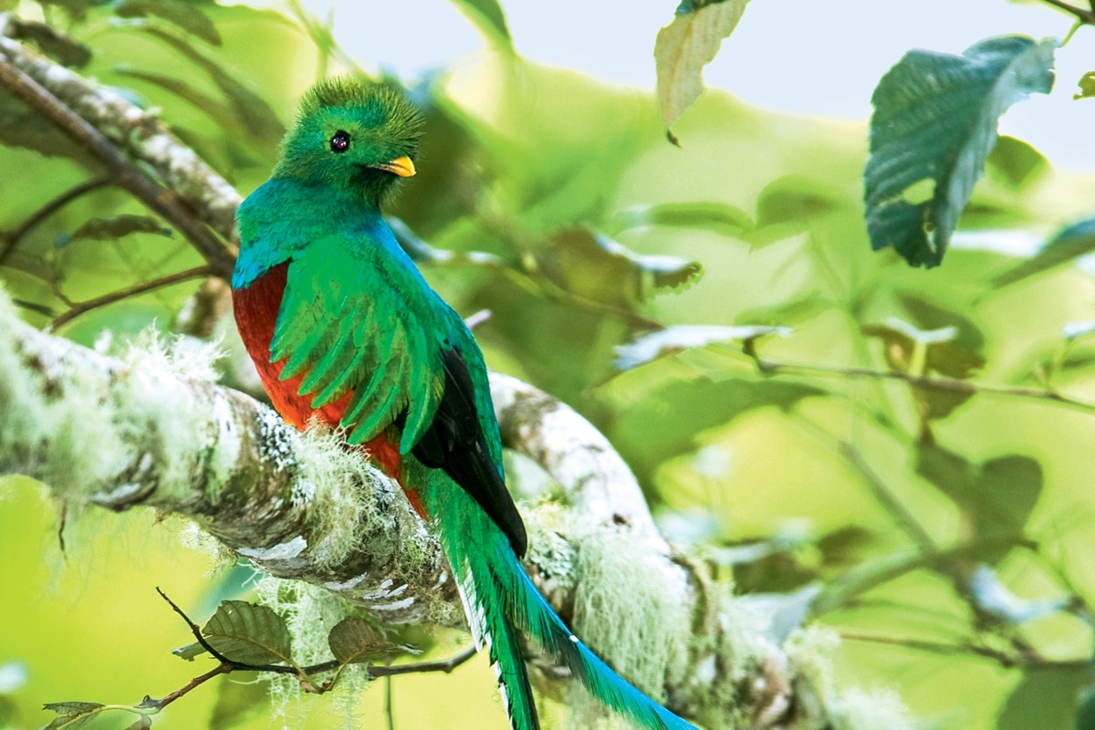 Image 11 du séjour Au Cur du Costa Rica Sauvage et extension à Rincon de la Vieja - Choix Flex à San josé, Costa Rica