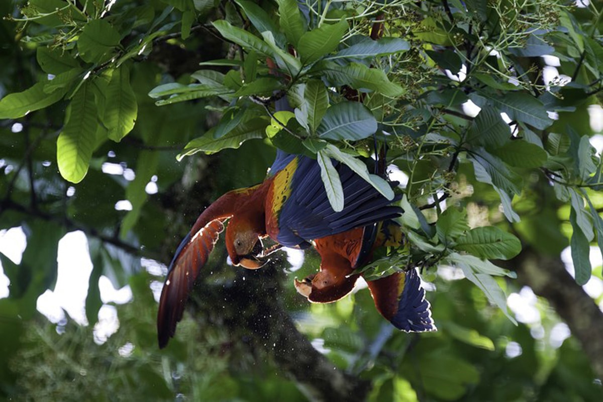 Image 6 du séjour Au Cur du Costa Rica Sauvage et extension à Rincon de la Vieja - Choix Flex à San josé, Costa Rica