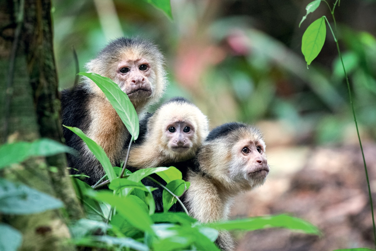Image 13 du séjour Au Cur du Costa Rica Sauvage et extension à Rincon de la Vieja - Choix Flex à San josé, Costa Rica