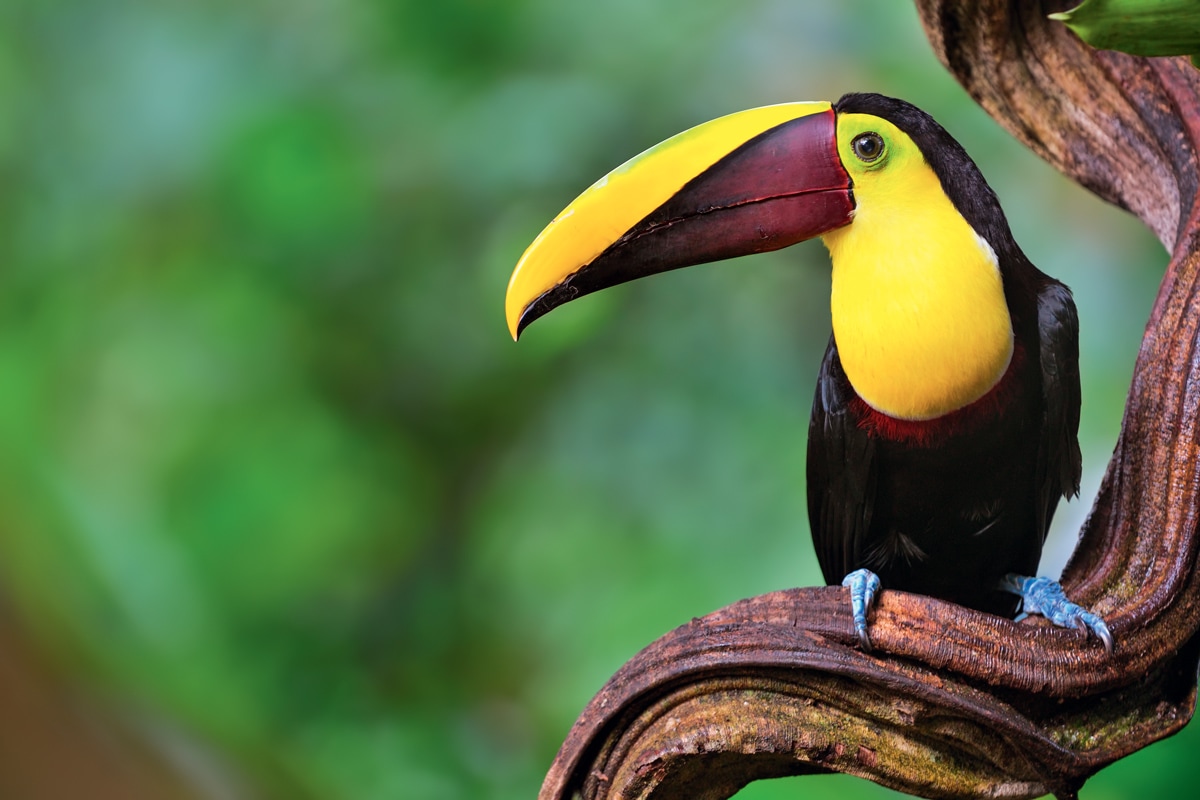 Image 14 du séjour Au Cur du Costa Rica Sauvage et extension à Rincon de la Vieja - Choix Flex à San josé, Costa Rica