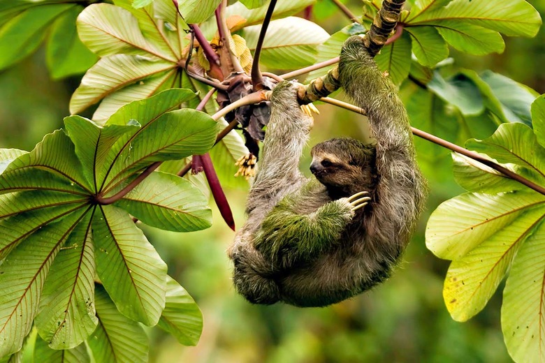 Parc national de Tortuguero