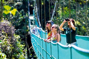 Balade sur des ponts suspendus dans la forêt tropicale