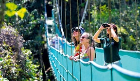 Balade sur des ponts suspendus dans la forêt tropicale