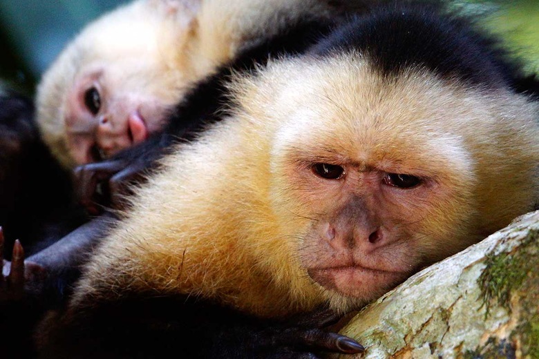 Singes capucins