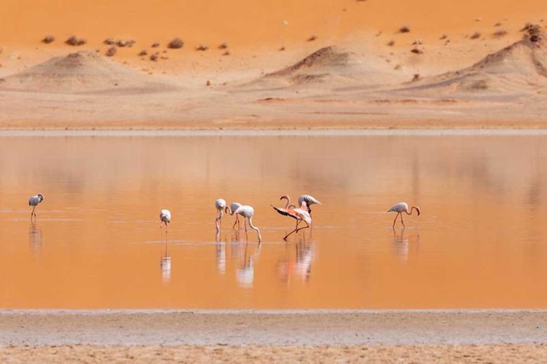Lac salé flamants roses