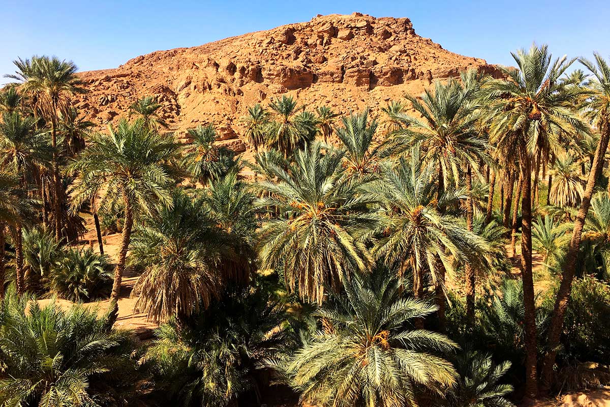 Algérie - Circuit La Boucle des Oasis: les Jardins de la Saoura