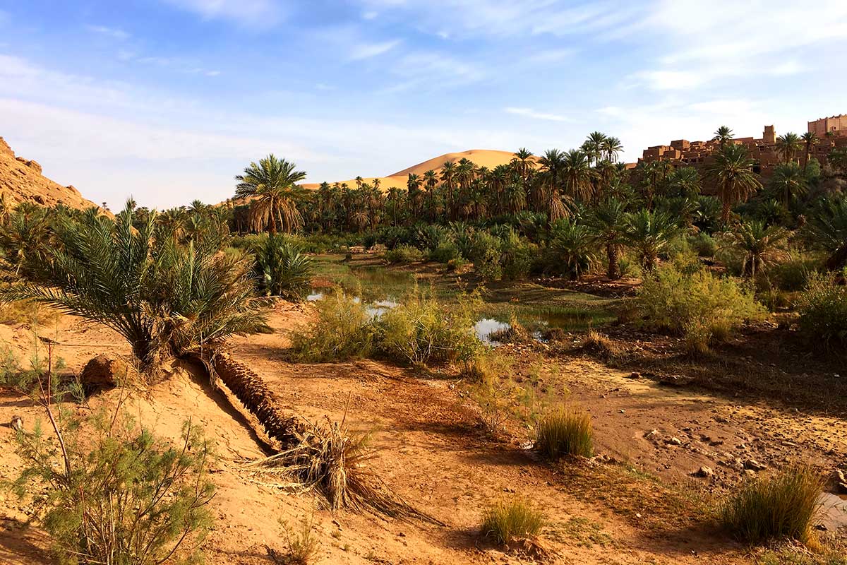 Algérie - Circuit La Boucle des Oasis: les Jardins de la Saoura
