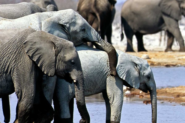 Parc National d'Etosha