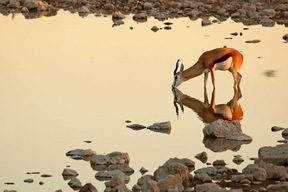 Springbok, gazelle d'Afrique méridionale dans le Parc National d'Etosha