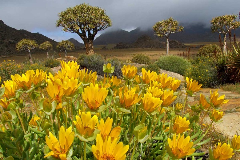 Région du Namaqualand