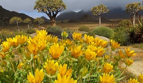 Région du Namaqualand